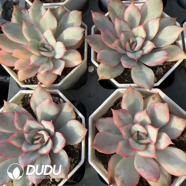 Echeveria Moon Goddess Variegated - Image 2