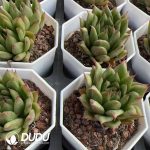 Echeveria Lincoln Maria - Image 2