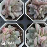 Echeveria Star Jenny - Image 2