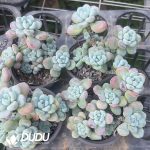 Sedum Clavatum Clustering - Image 2