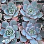 Echeveria Hera - Image 2