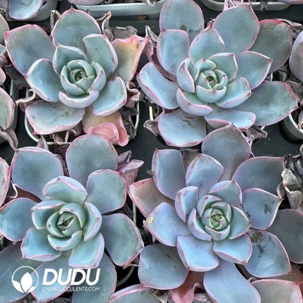 e202-227.jpg Echeveria Hera - Image 2