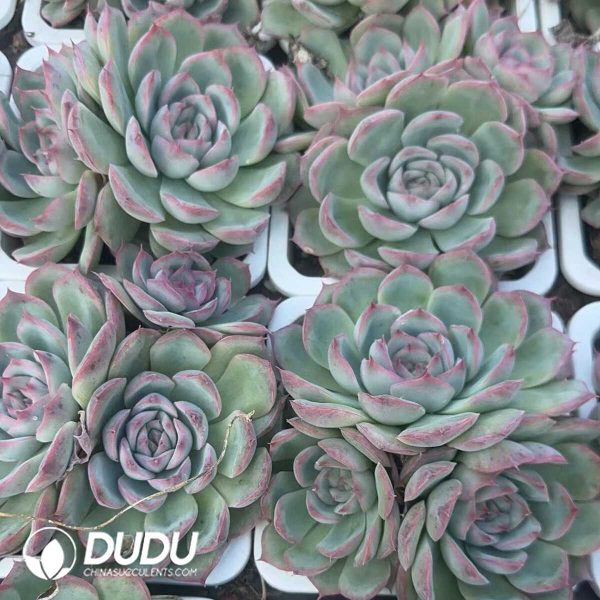 Echeveria Silhouette Clustering - Image 2