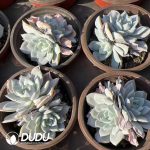 Echeveria White Lotus Double Heads - Image 2