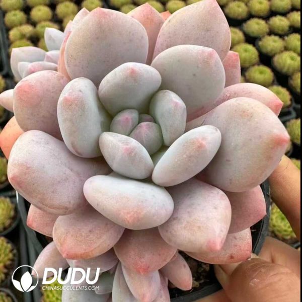 Echeveria Diao Chan Old Stem - Image 2