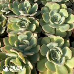Echeveria Peony Pavilion - Image 2