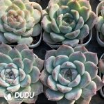 Echeveria Green Bodhi - Image 2