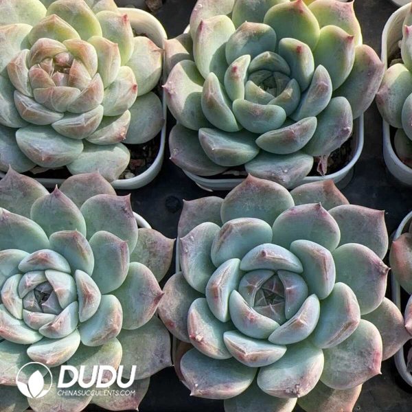 e202-231.jpg Echeveria Green Bodhi - Image 2