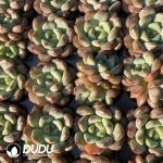 105Pcs Echeveria Jewel Jenny - Image 2