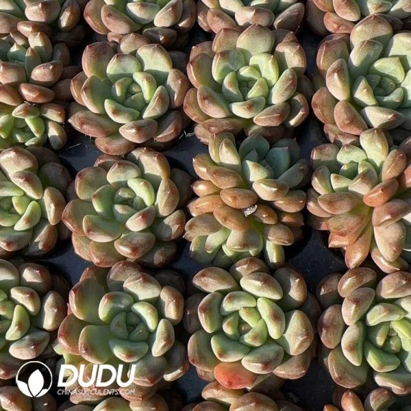 105Pcs Echeveria Jewel Jenny - Image 2