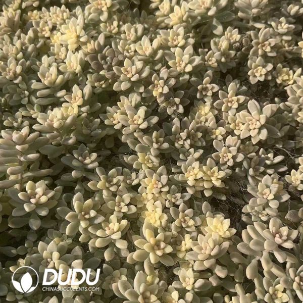 Graptosedum Francesco Baldi Variegated Clustering - Image 2