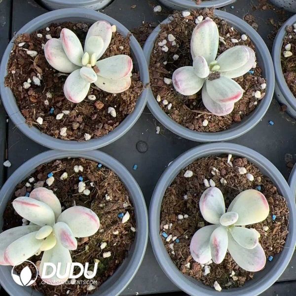 Cotyledon Orbiculata cv. - Image 2