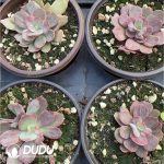 Echeveria Wedding Dress - Image 2