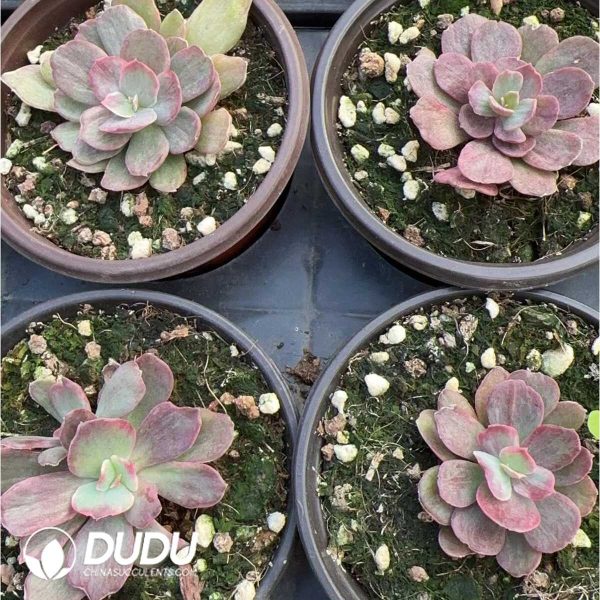 Echeveria Wedding Dress - Image 2