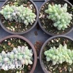 Pachyphytum Pink Lover Cristata - Image 2