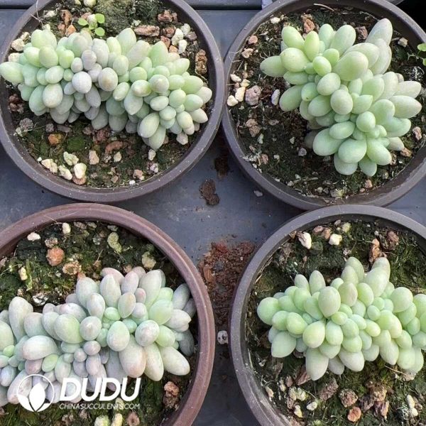 Pachyphytum Pink Lover Cristata - Image 2