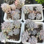 Pachyphytum Baby Finger Clustering - Image 2