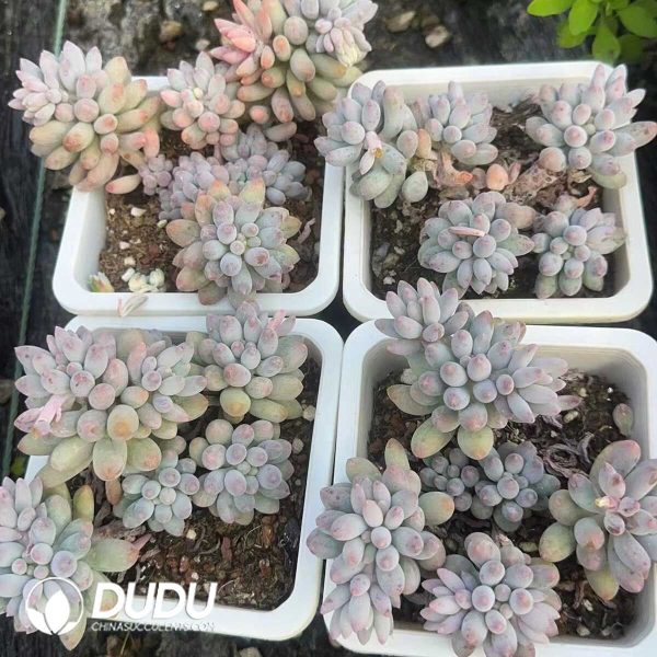 Pachyphytum Baby Finger Clustering - Image 2