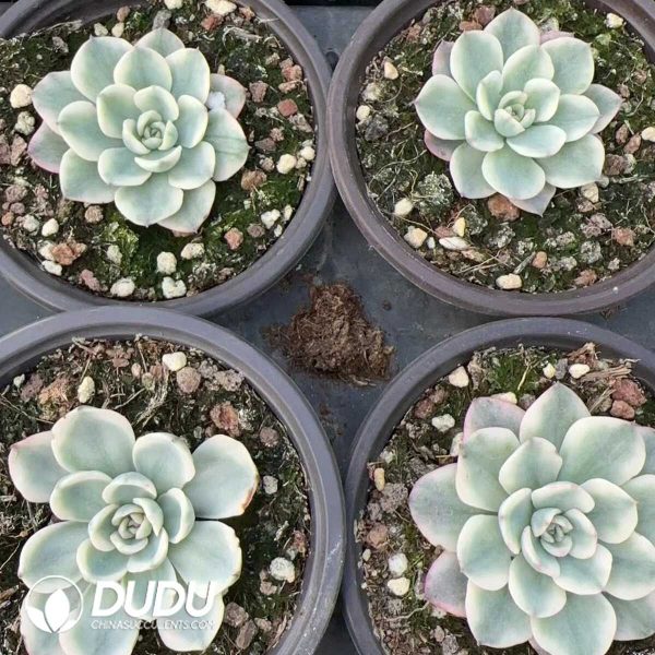 Echeveria Cream Peach Variegated - Image 2