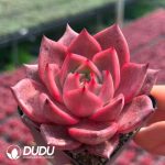 Echeveria Dahongpao - Image 2