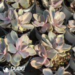 Echeveria Rainbow Double Heads - Image 2