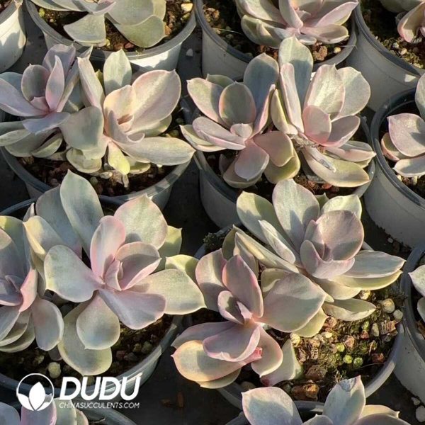 Echeveria Rainbow Double Heads - Image 2