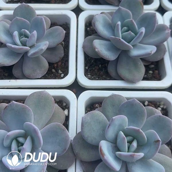 Echeveria Korean Milk Tea - Image 2