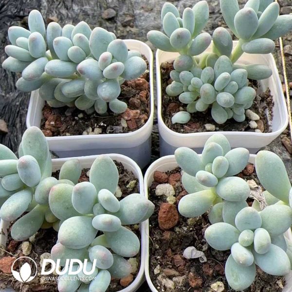 Pachyphytum Apple Cheese Clustering - Image 2