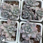 Echeveria Star Snow - Image 2