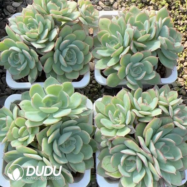 Echeveria Peony Pavilion Clustering - Image 2