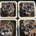 Echeveria Black Orange - Image 2