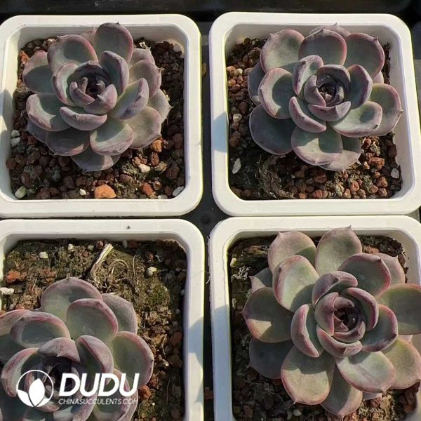 Echeveria Black Orange - Image 2