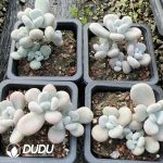 Graptopetalum Big Leaf Milk Clustering - Image 2