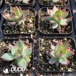 Echeveria Casio - Image 2