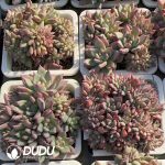 Echeveria Red Sugar Cristata - Image 2