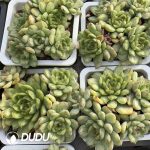 Echeveria Ice Angel Clustering - Image 2