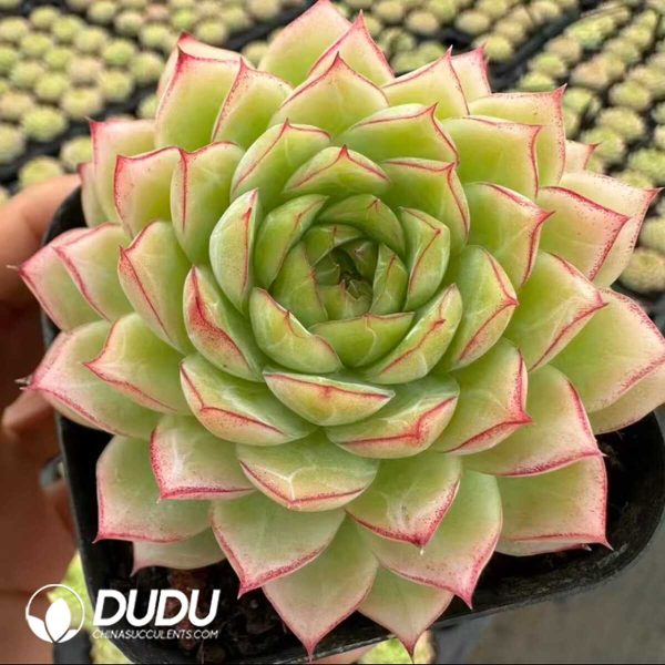 Echeveria Nightingale Perfume - Image 2