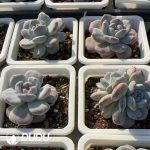 Echeveria Red Stone Monstrose - Image 2