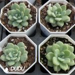 Echeveria AK Maria - Image 2