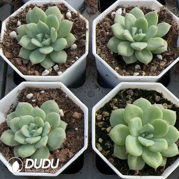 Echeveria AK Maria - Image 2