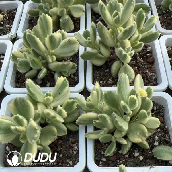 Cotyledon Bear Clustering - Image 2