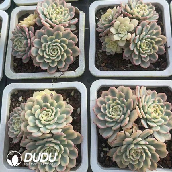 Echeveria Minima Variegated Big Clustering - Image 2