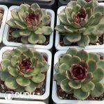 Echeveria Mountain Fruit Jenny - Image 2