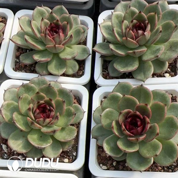 Echeveria Mountain Fruit Jenny - Image 2