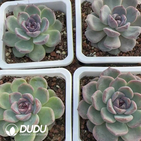 Echeveria Black Mamba - Image 2