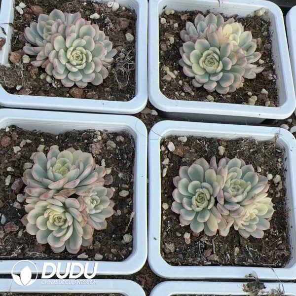Echeveria Minima Variegated Small Clustering - Image 2