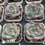 Echeveria Momotaro - Image 2