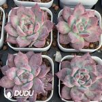 Echeveria Diamond Corolla - Image 2