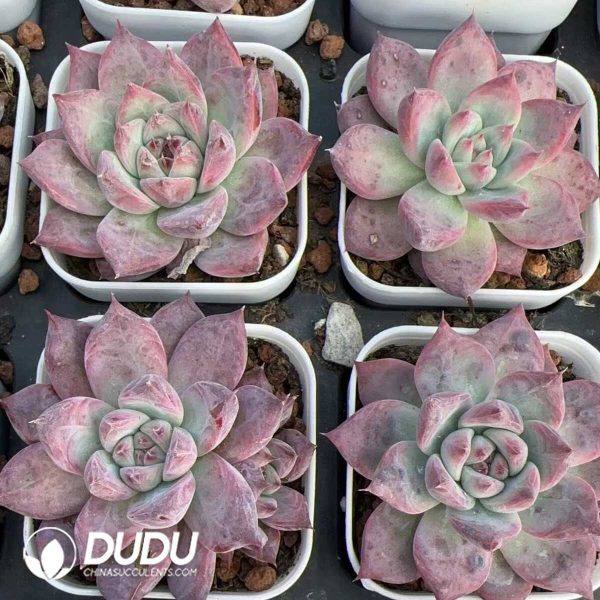 Echeveria Diamond Corolla - Image 2