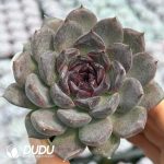 Echeveria Black Plum - Image 2